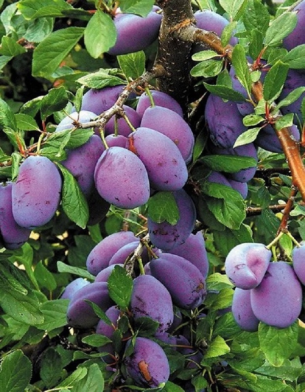 Слива Венгерка Уральская 