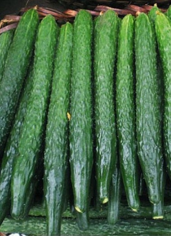 Огурец Три китайца - азиатского типа F1 (УД) 10 шт