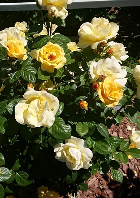 Роза флорибунда Артур Белл