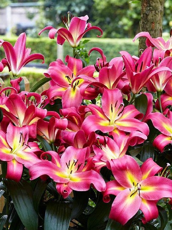 Лилия Эмполи