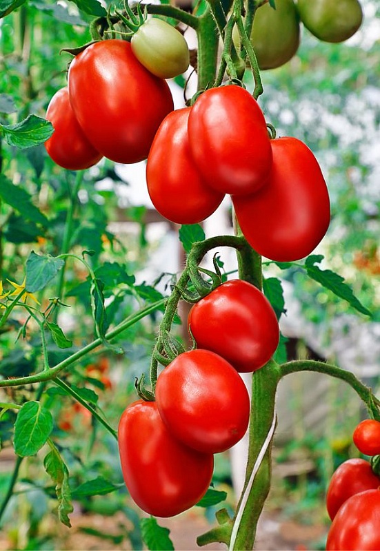 Томат Новичок 0,1 гр цв.п.