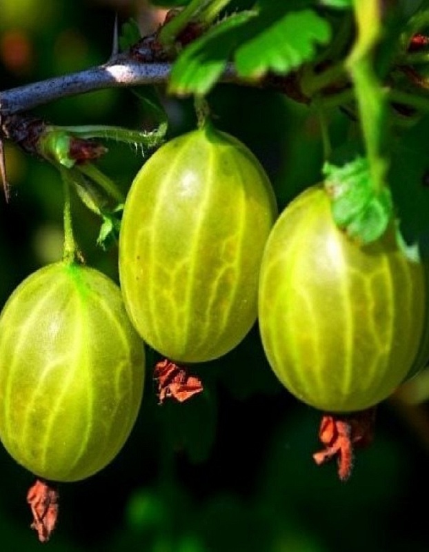 Крыжовник Малахит 