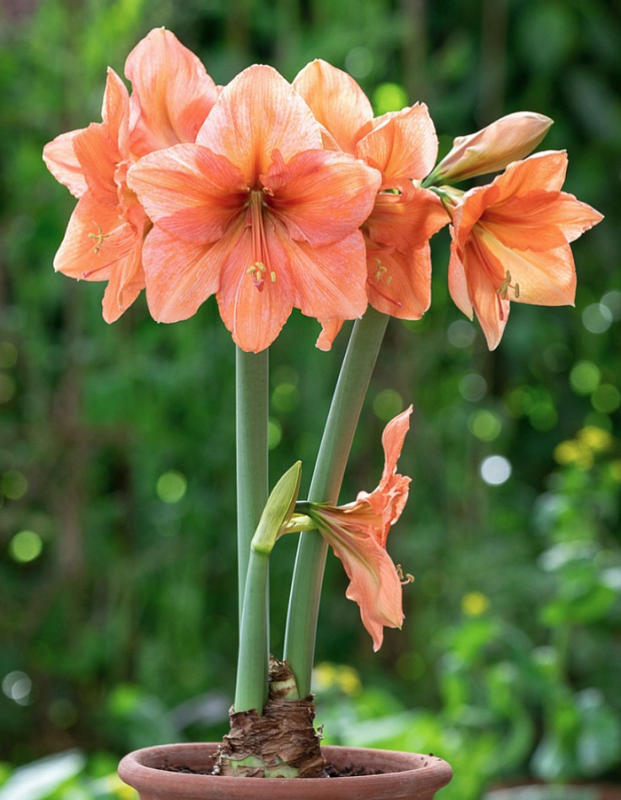 Амариллис Рилона 