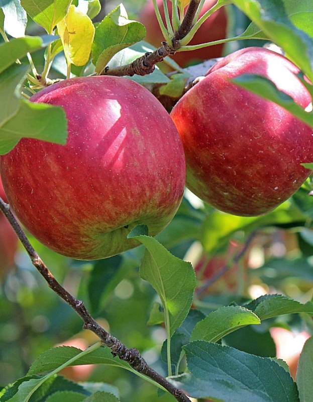 Яблоня Родниковая