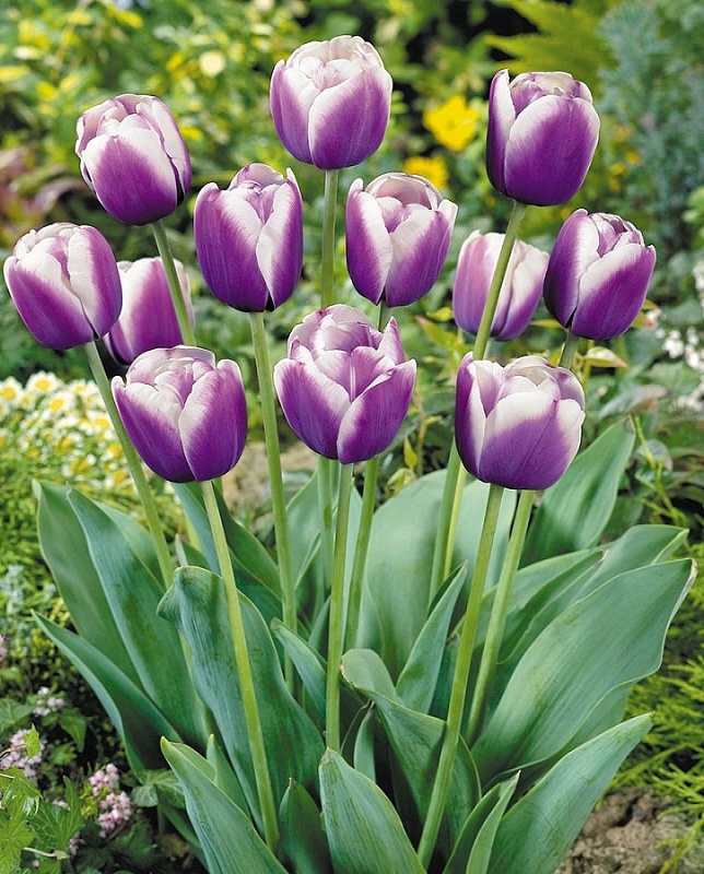 Тюльпан Атлантис 1 уп. (3шт.) 