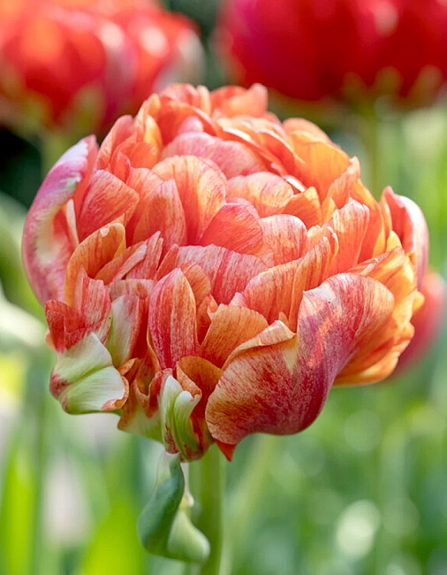 Тюльпан Дабл Гудошник 1 уп. (3шт.)