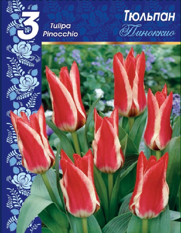 Тюльпан Пиноккио 1 уп. (3шт.) 