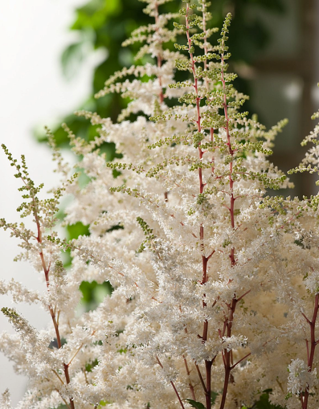 Астильба Хэппи Спирит 