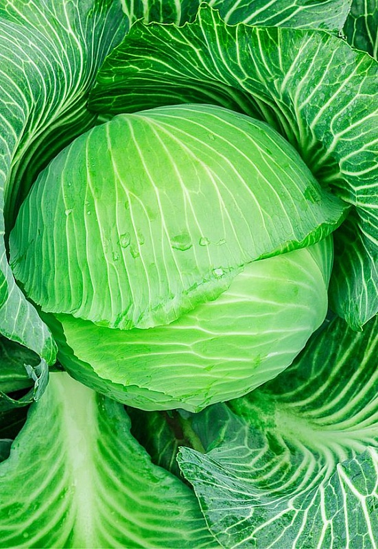 Капуста белокочанная Килатон F1 10 шт. ц.п.