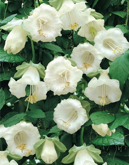 Кобея лазающая Первый снег (УД) 3 шт цв п