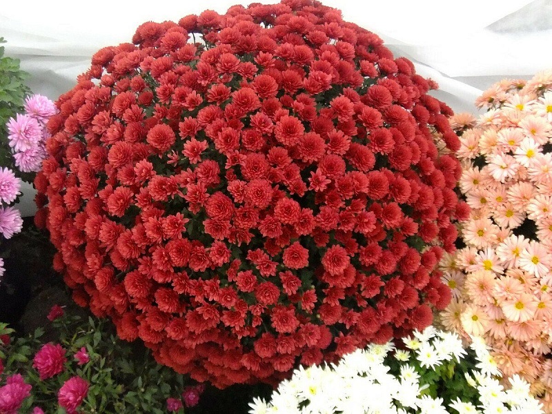 Хризантема Лилиан Хоек Рэд ASF 1 шт Р9