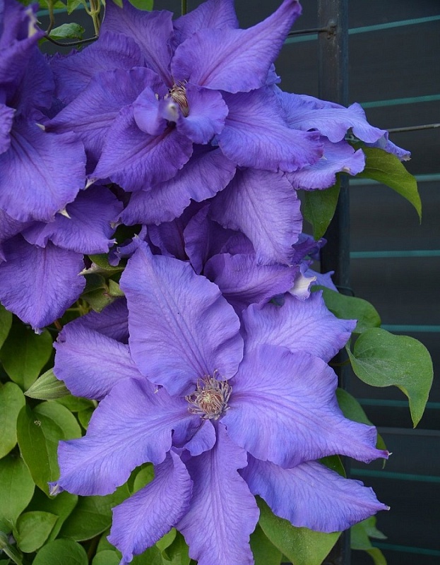 Клематис Балтик Вэйвз 1 шт Р9