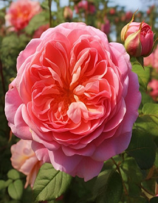 Роза английская Кристофер Марлоу