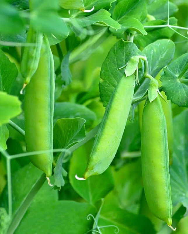 Горох Дружная компания - овощной (УД) 5 гр. цв.п