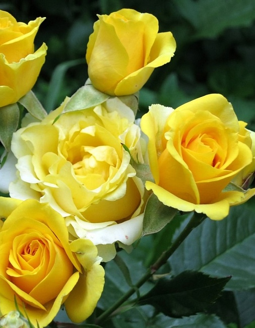 Роза спрей Золотые купола