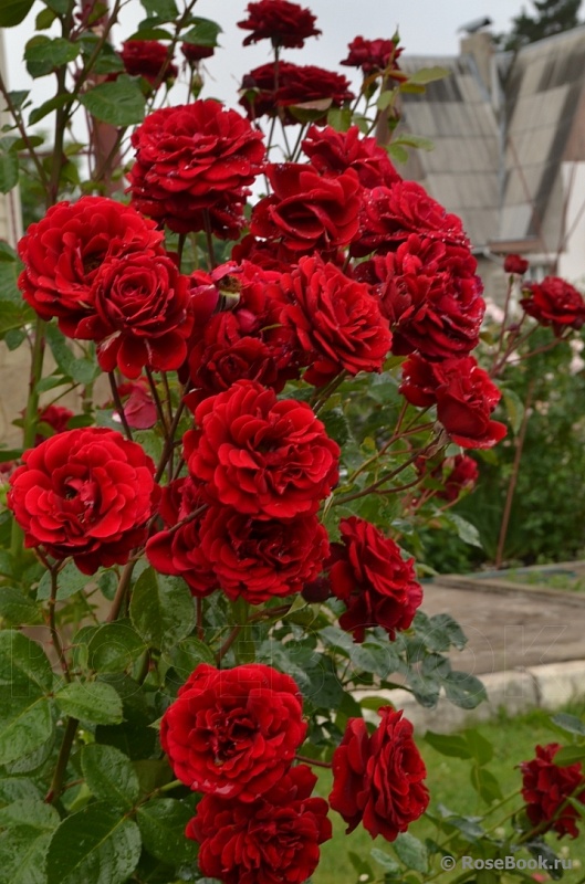 Роза плетистая Мессир Дельбар