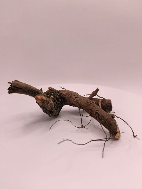 Пион ИТО-гибрид Лоллипоп