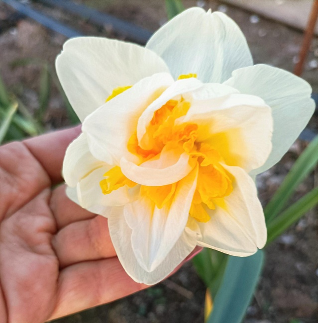 Нарцисс Реплит 1 уп.(2 шт.) 