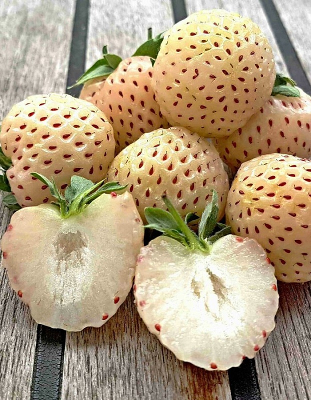 Земляника садовая Фрагола Бианка 