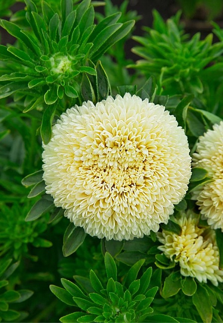 Астра Балун желтая 0,1 гр