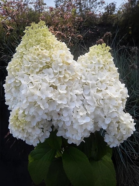 Гортензия метельчатая Диамантино 1 шт Р9