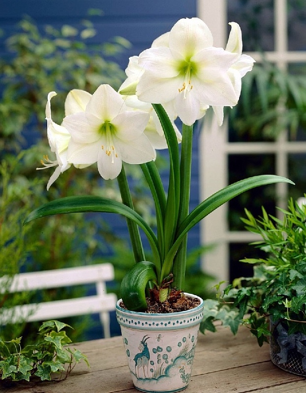 Амариллис Монт Бланк