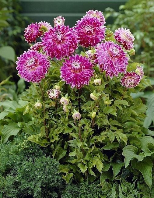 Георгина Ванкувер 1шт XXL