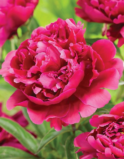 Пион травянистый Карл Розенфельд