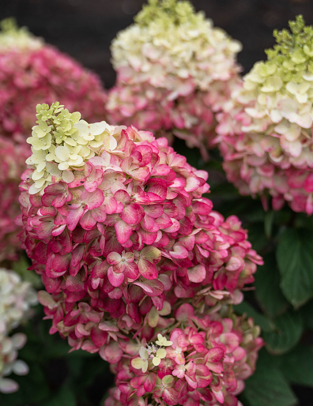 Гортензия метельчатая Колорфул Коктейл 1 шт Р9