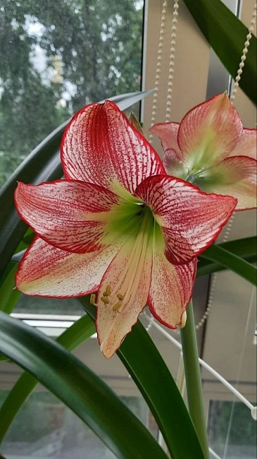 Амариллис Фламенко Квин 1 шт С2