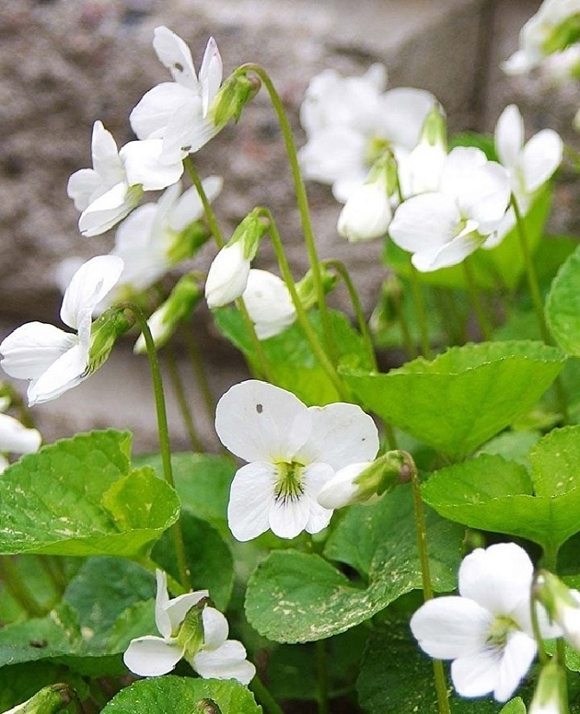 Фиалка сестринская Альба ASF 1 шт Р9