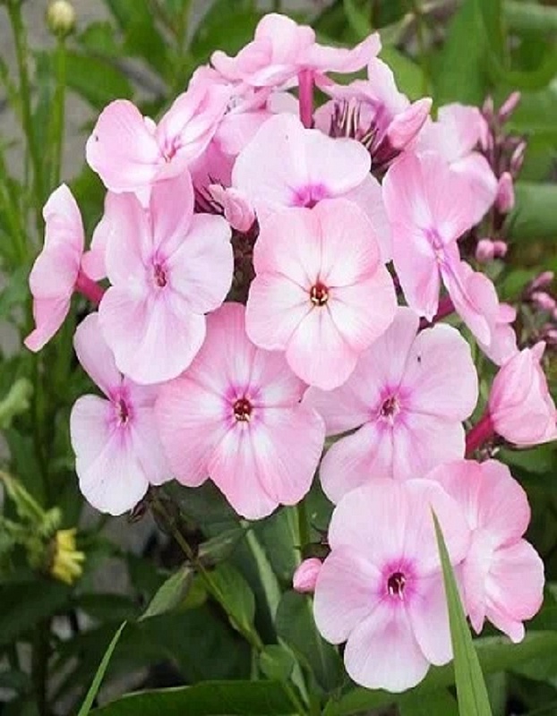 Флокс Роза Пастел 