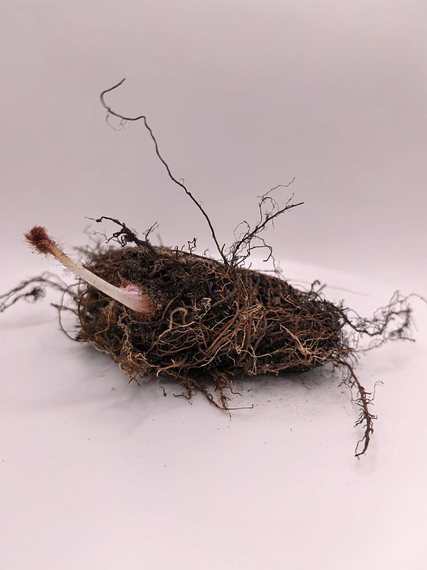 Астильба Шугаберри 