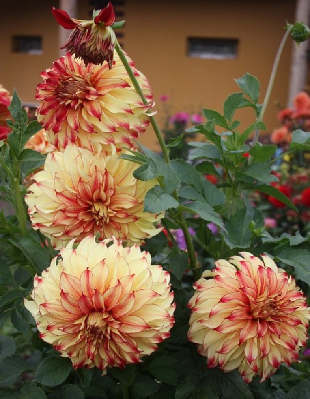 Георгина Леди Дарлен 1шт XXL