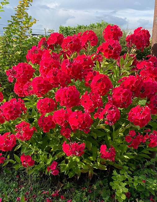 Флокс Мисс Мэри 