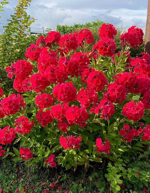 Флокс Мисс Мэри 