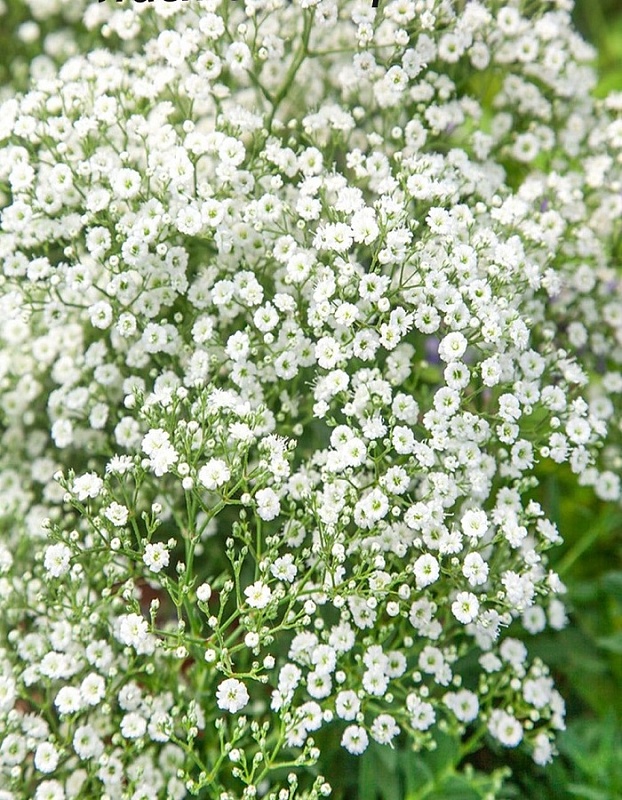 Гипсофила метельчатая Белая ASF 1 шт Р9