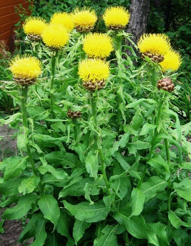 Василек крупноголовый Желтый ASF 1 шт Р9