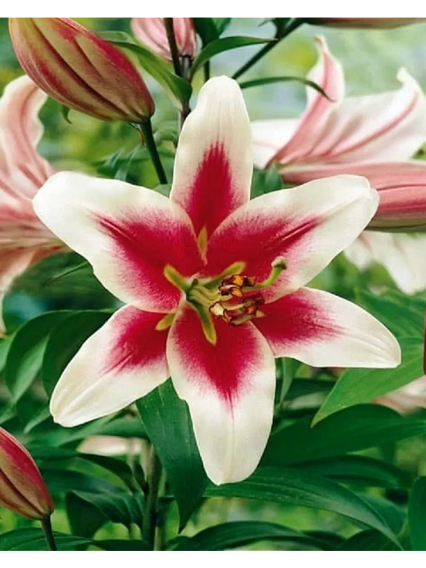 Лилия Алтари