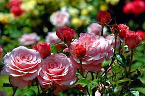 Классификация РОЗ – обзор видов