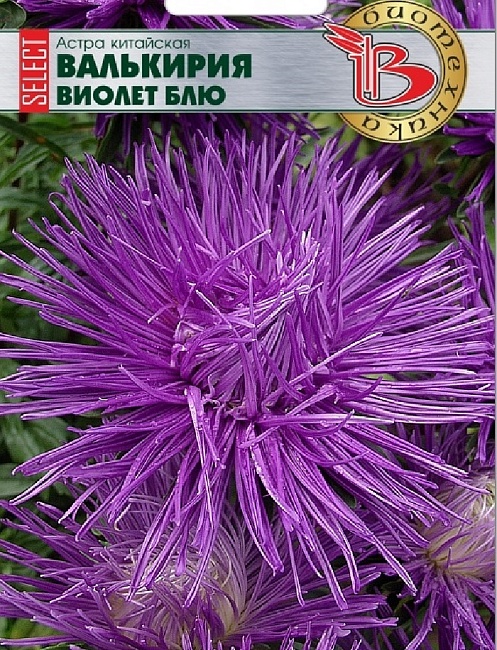 Астра Валькирия селект Виолет Блю 30 шт