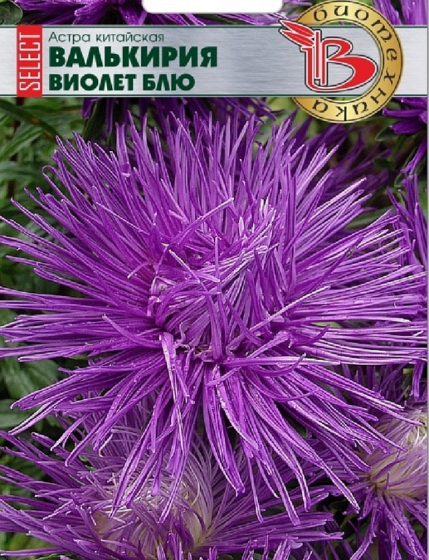 Астра Валькирия селект Виолет Блю 30 шт