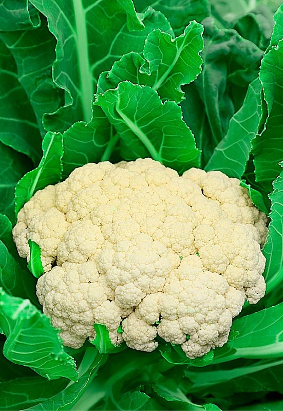 Капуста цветная Дачница  0,3 гр цв.п.