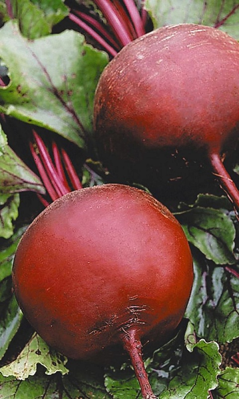 Свекла Темная ночь (УД)  2 гр  цв.п