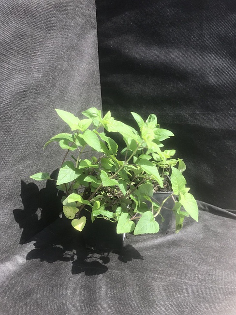 Монарда Пинк Лейс 1 шт Р9