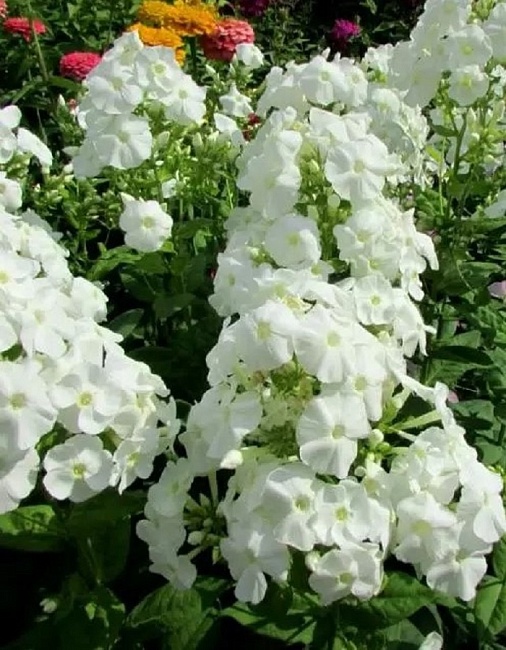 Флокс Вайт Адмирал