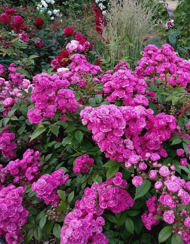 Роза мускусная Динки