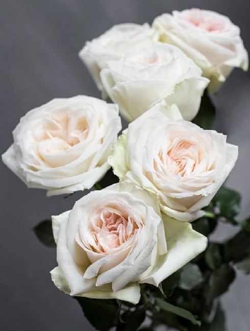 Роза чайно-гибридная Вайт о Хара 