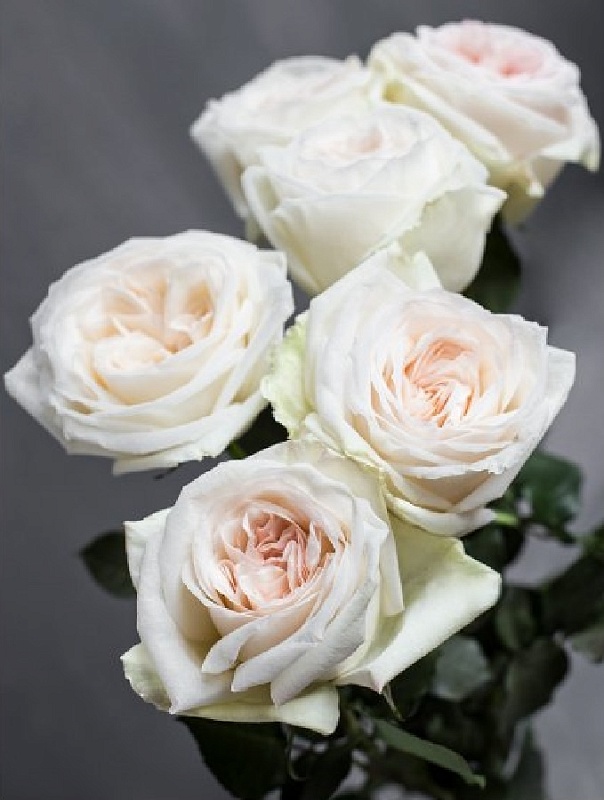 Роза чайно-гибридная Вайт о Хара 