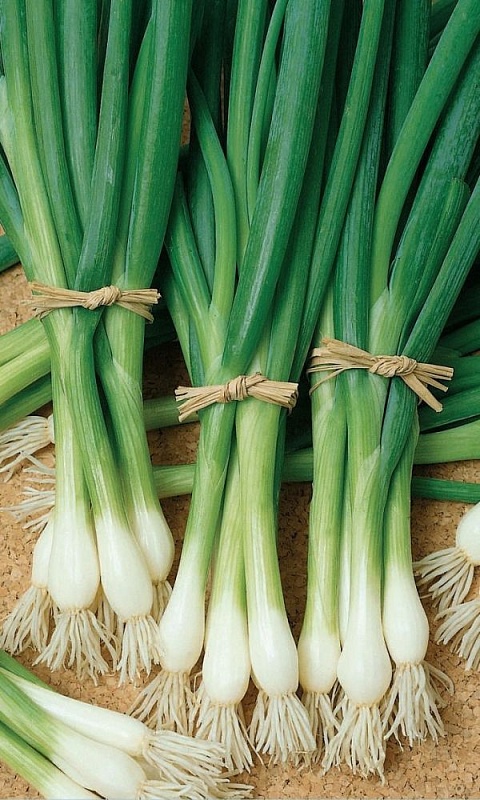 Лук на зелень Лучок на пучок (УД) 0,25 гр цв.п.